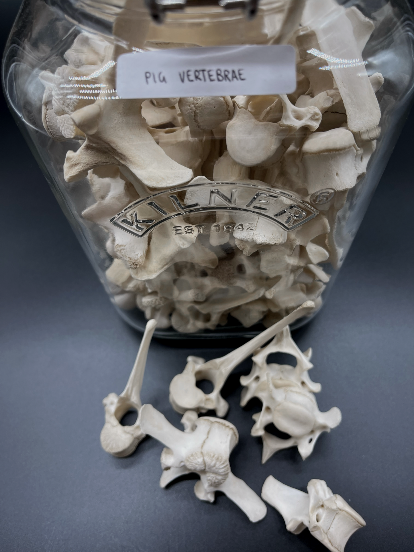 Pig Vertebrae