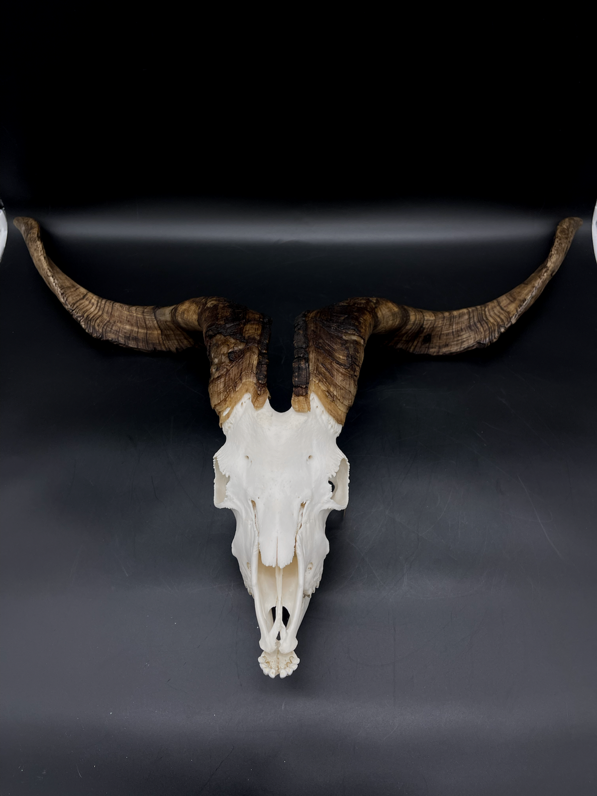 A- Rangeland Billy Goat Skull + Mandibles + VERY IMPRESSIVE HORNS