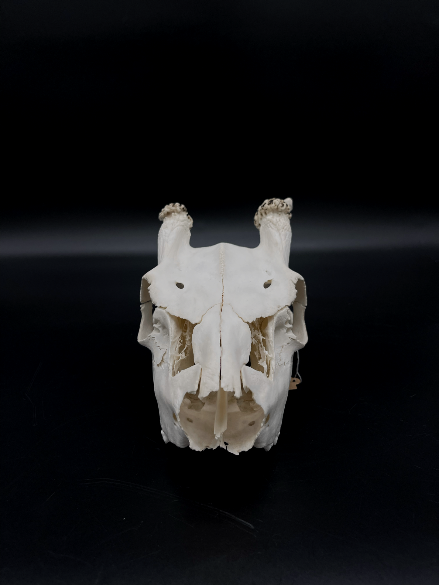 Craft Grade Fallow Spiker Skull