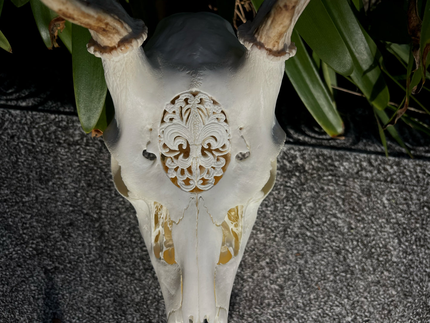 Ornately carved young Fallow Buck