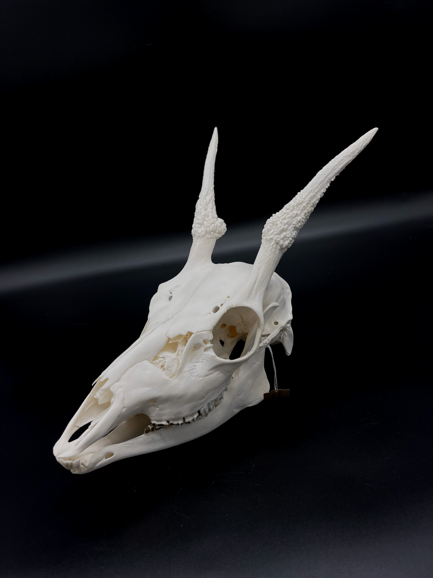 A+ Grade Fallow Spiker Skull With Mandibles