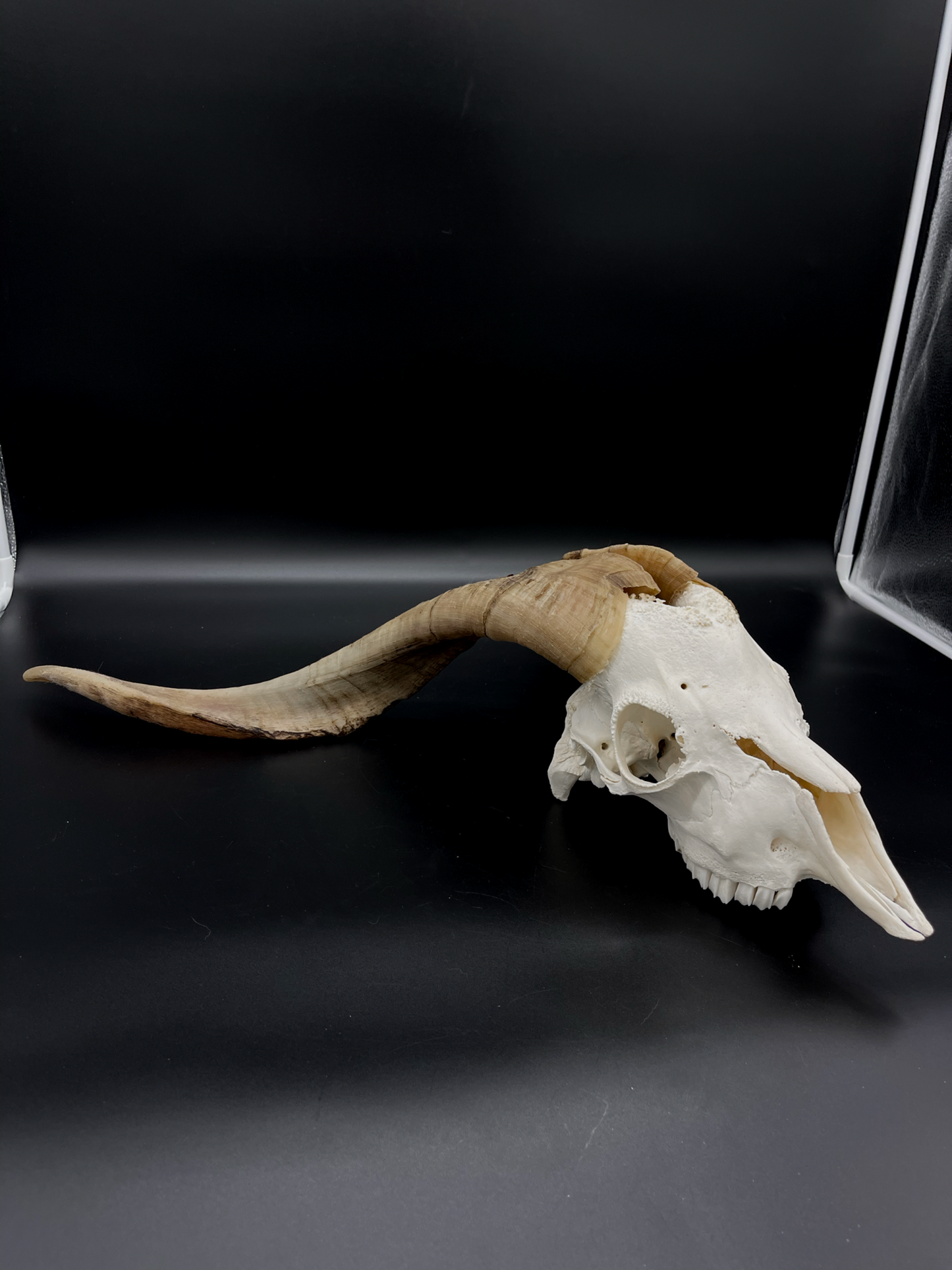 A- Grade Billy Goat Skull with Mandibles