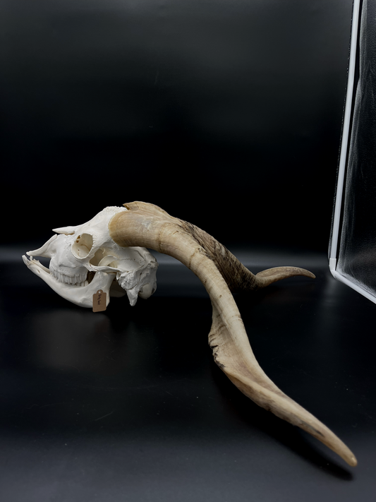 A- Grade Billy Goat Skull with Mandibles