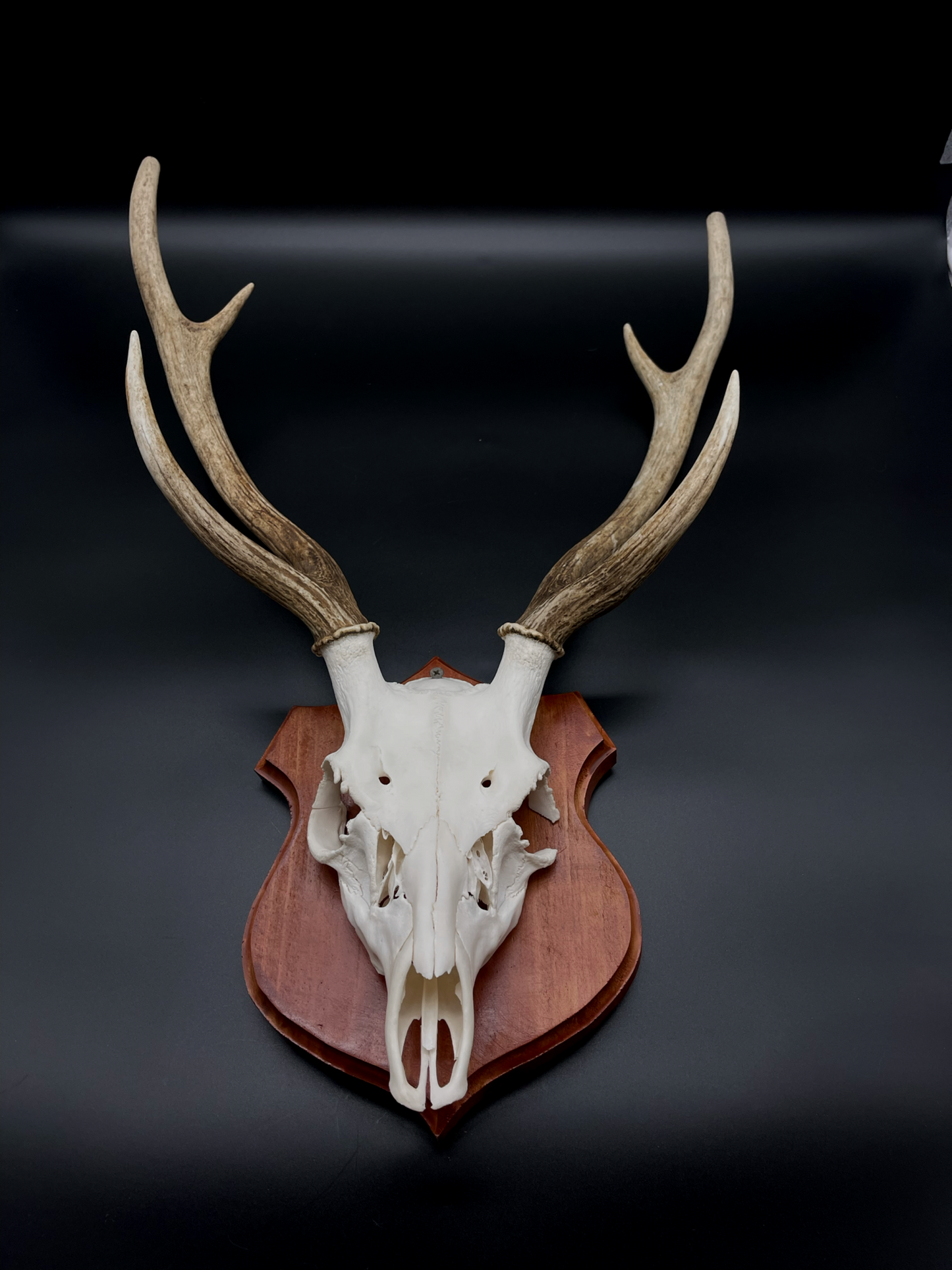 Chital Stag Euro Mount