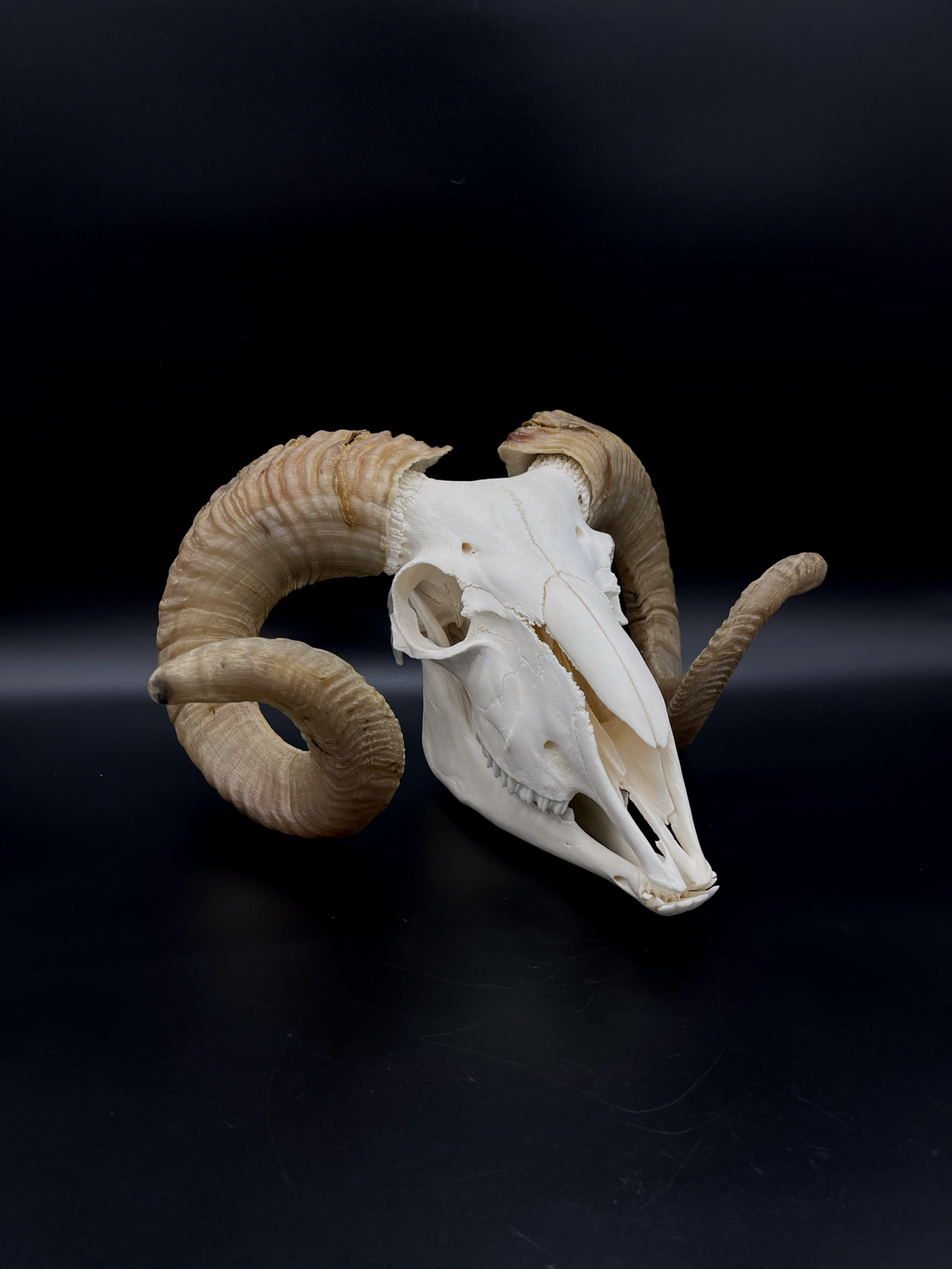 B Grade Merino Ram Skull with Mandibles