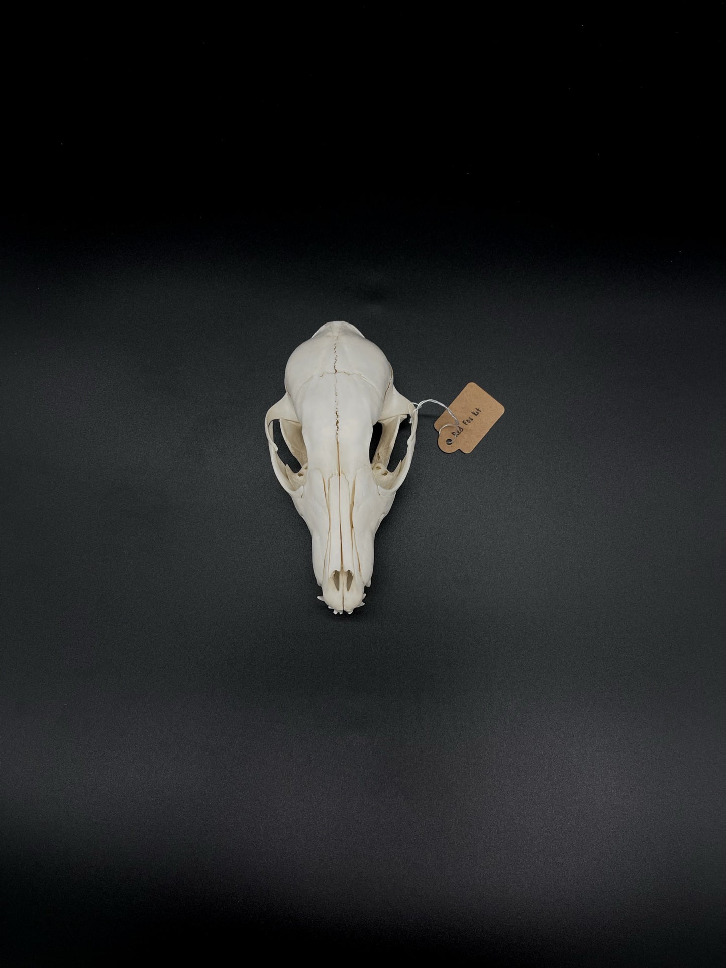 A Grade Australian Red Fox Kit Skull