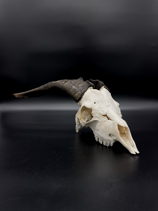 A- Grade Feral Billy Goat Skull