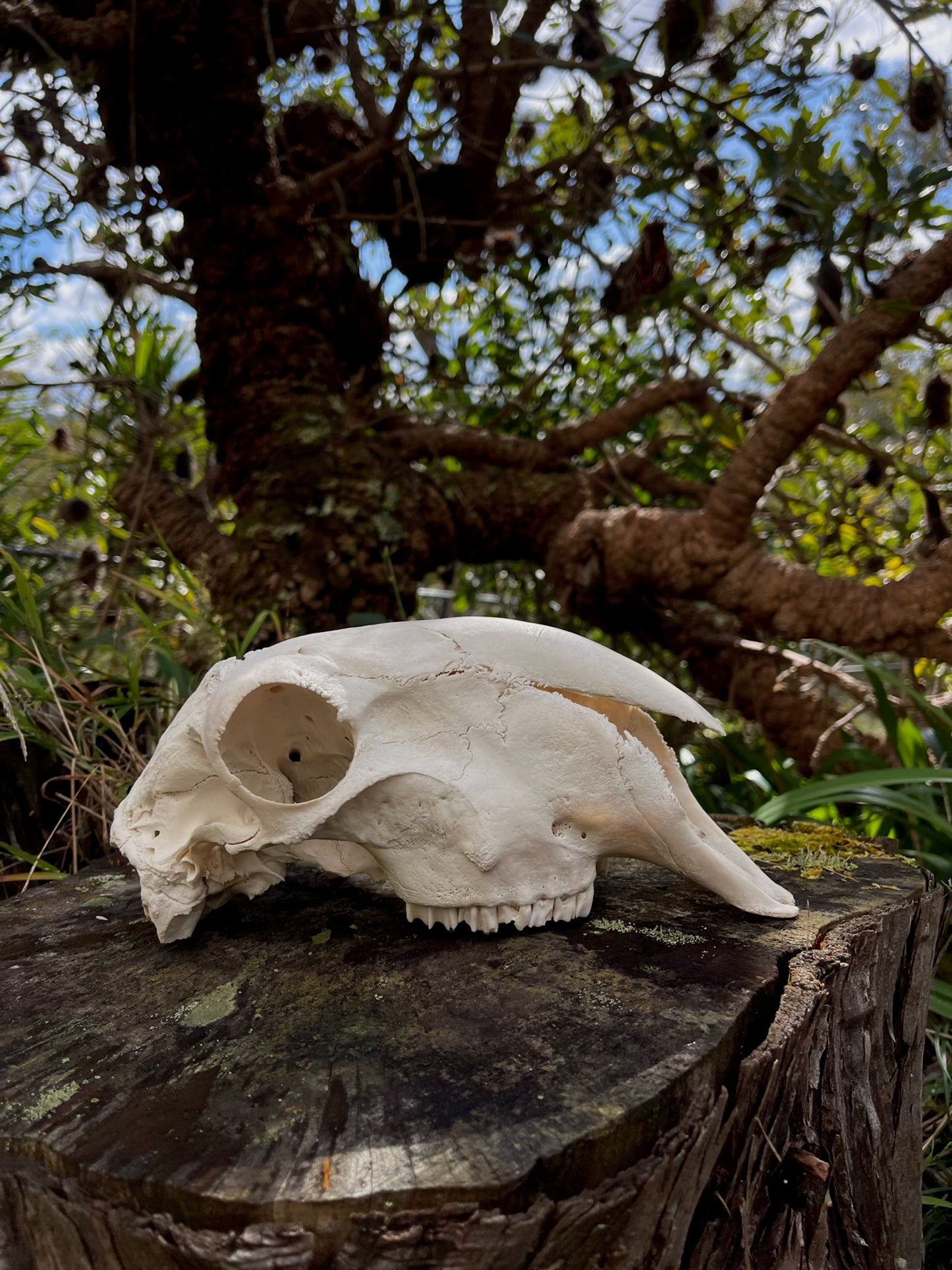 Border Leicester Stud Ram Skull #1