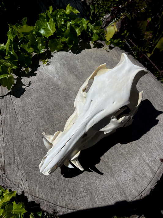 Craft Grade Wild Boar Skull
