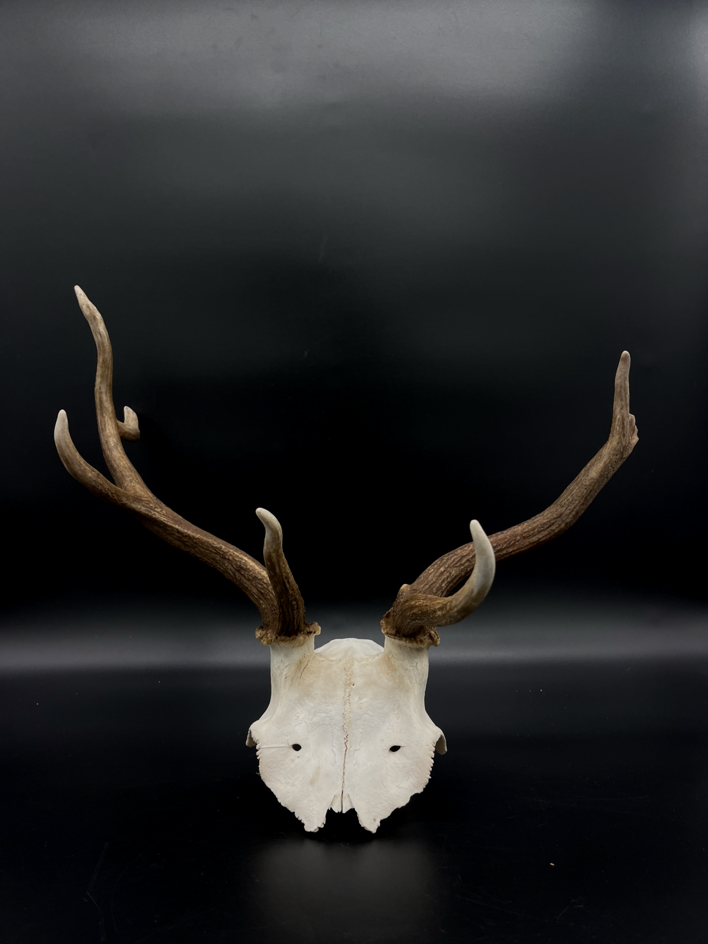 B Grade Fallow Buck Skull Cap