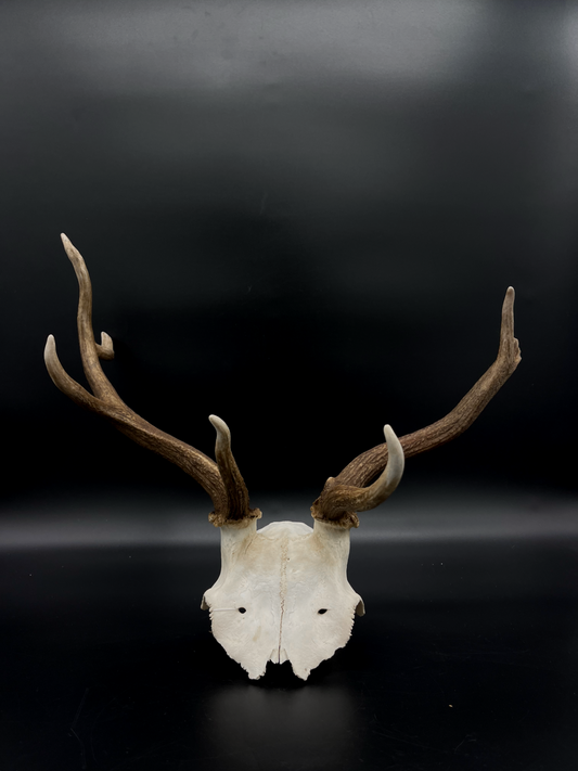B Grade Fallow Buck Skull Cap