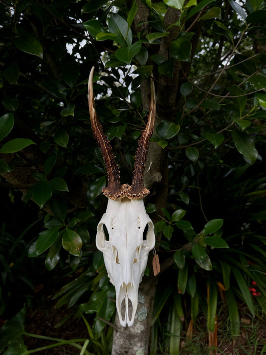 8” Roe Deer Skull (Poland)