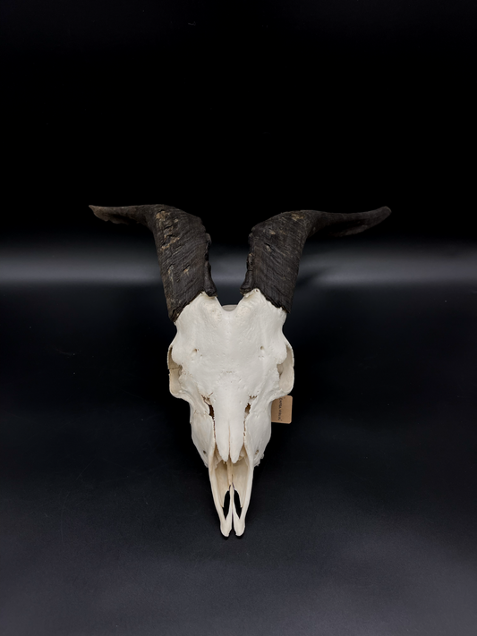 A- Grade Feral Billy Goat Skull
