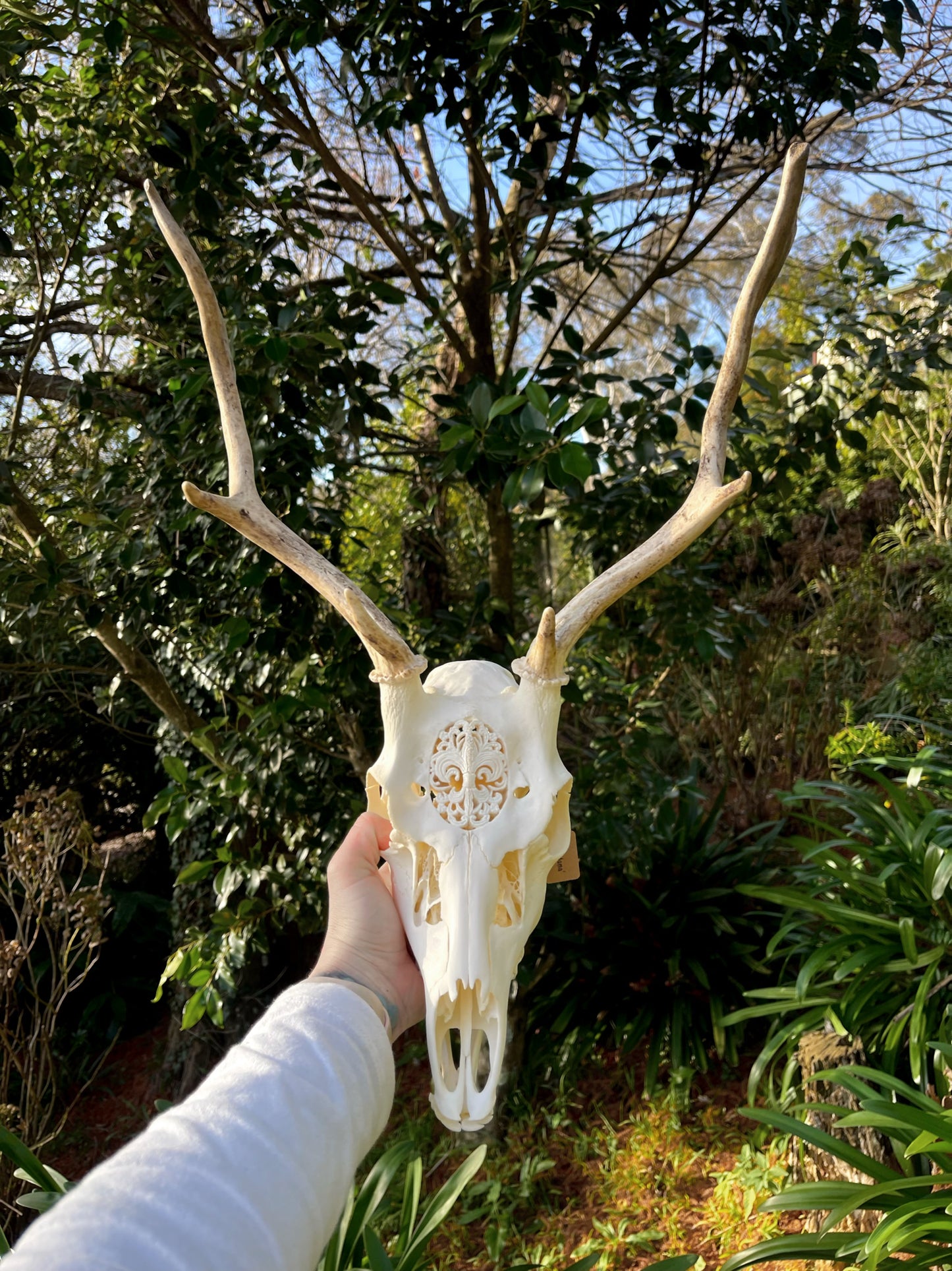 Ornately carved young Fallow Buck