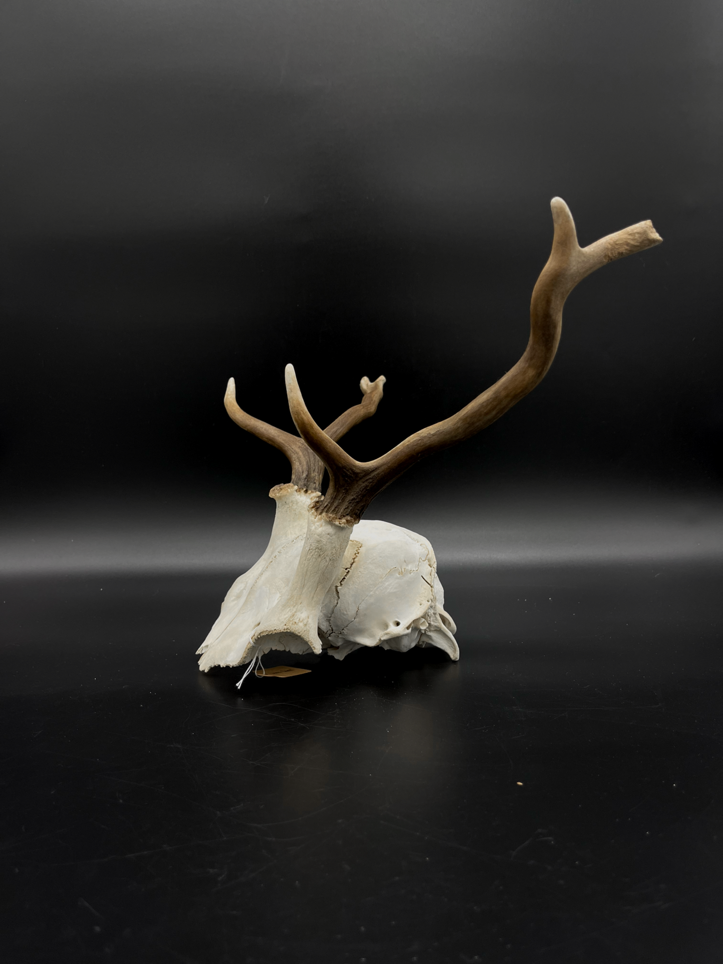 B Grade Fallow Buck Skull Cap
