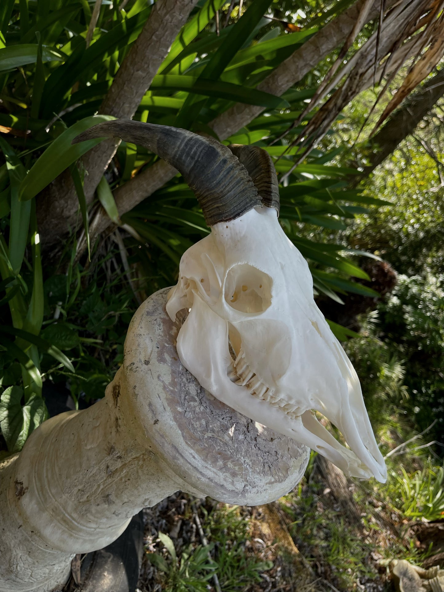 Pathological Himalayan Tahr Nanny (NZ)