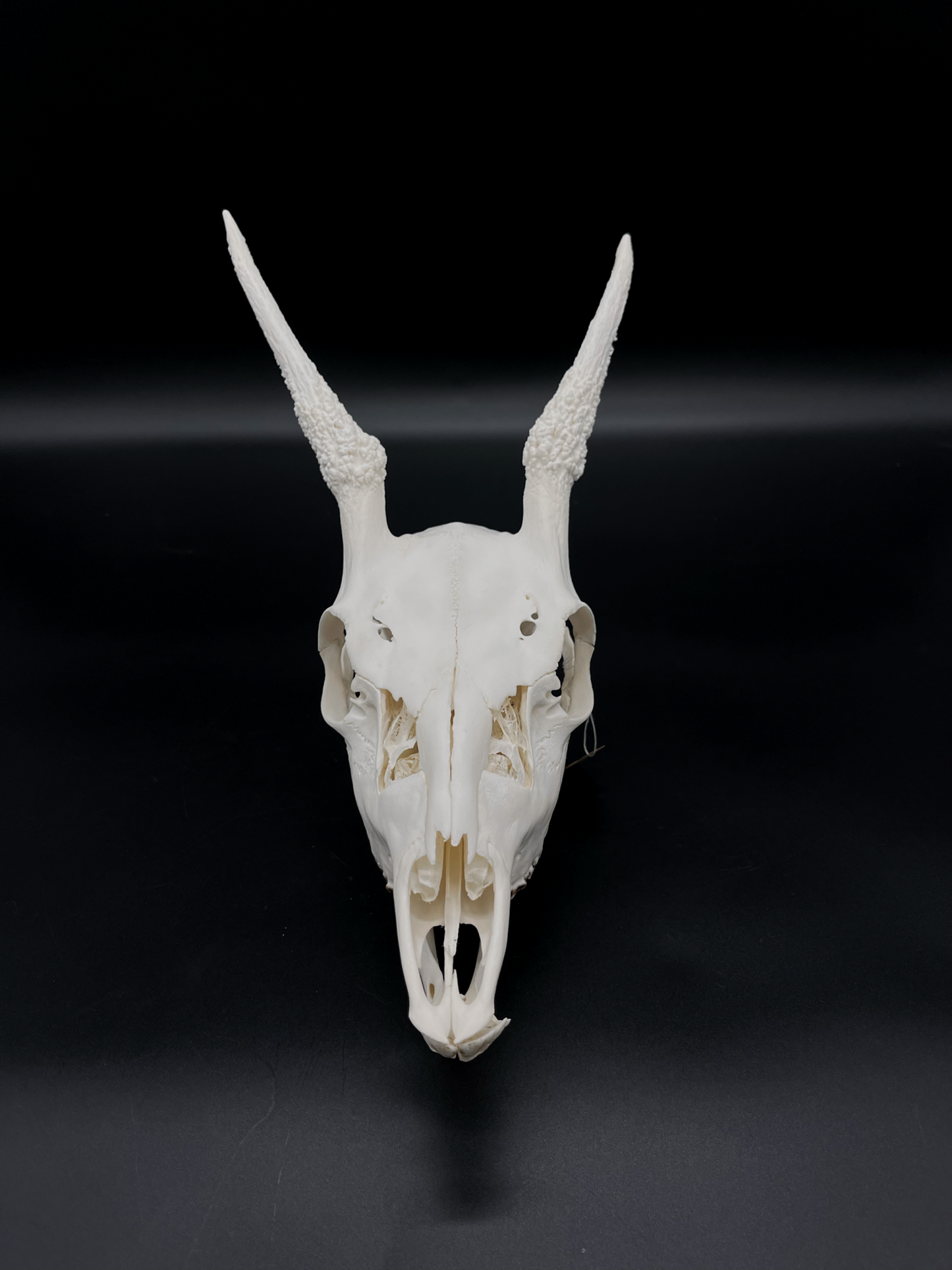 A+ Grade Fallow Spiker Skull With Mandibles