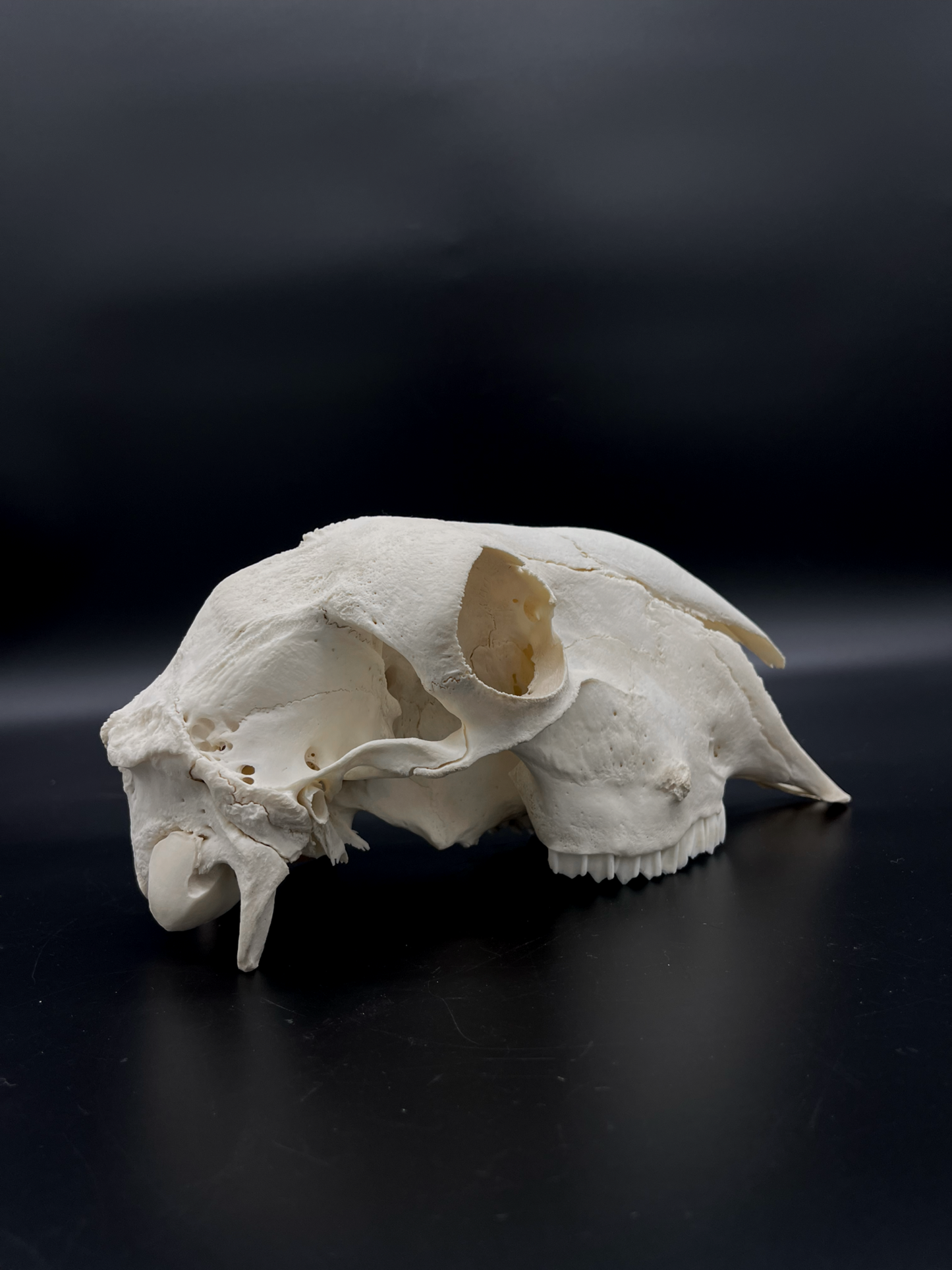 A- Grade Border Leicester Stud Ram Skull (Slight Wry Nose)