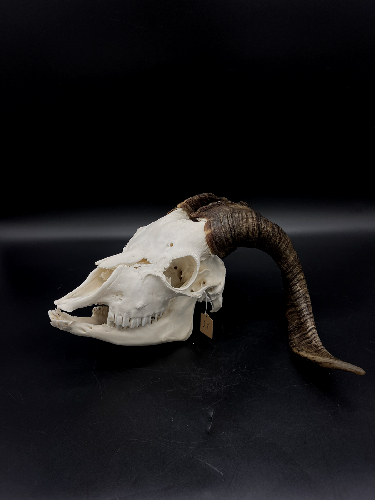 A+ Grade Rangeland (with Angora genetics) Billy Goat Skull + Mandibles
