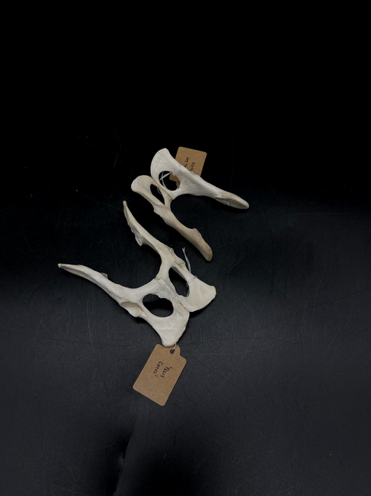Cat Pelvis