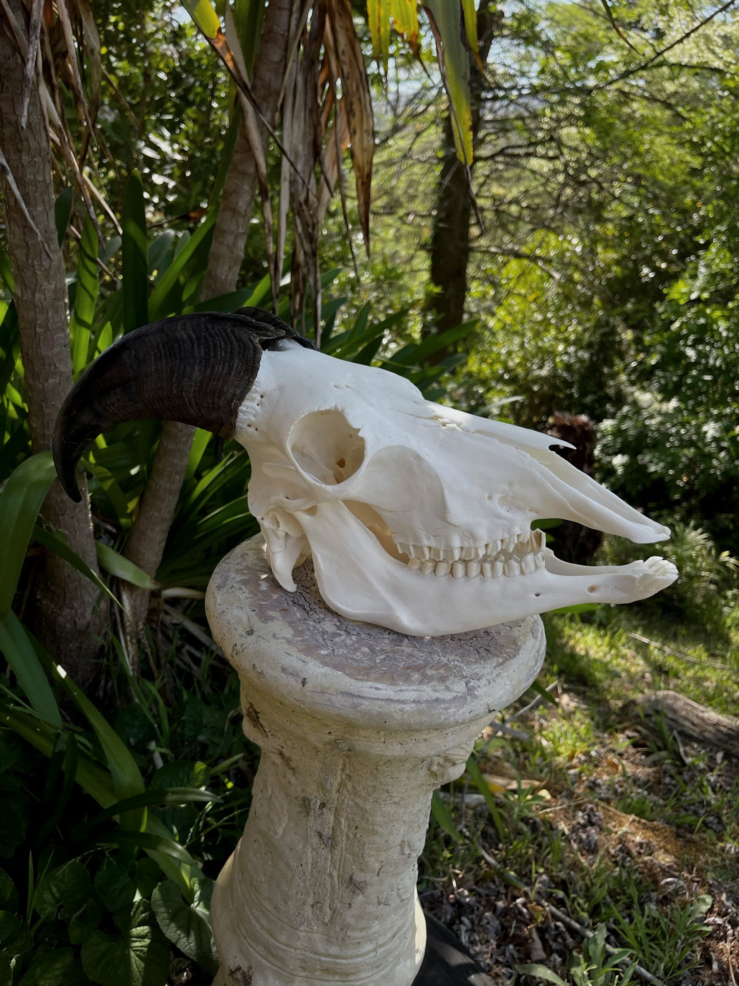 Himalayan Tahr Bull Skull (NZ)