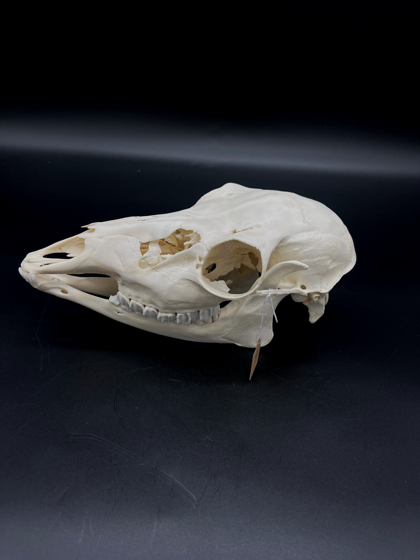 Craft Grade Fallow Doe skull w/ Mandibles
