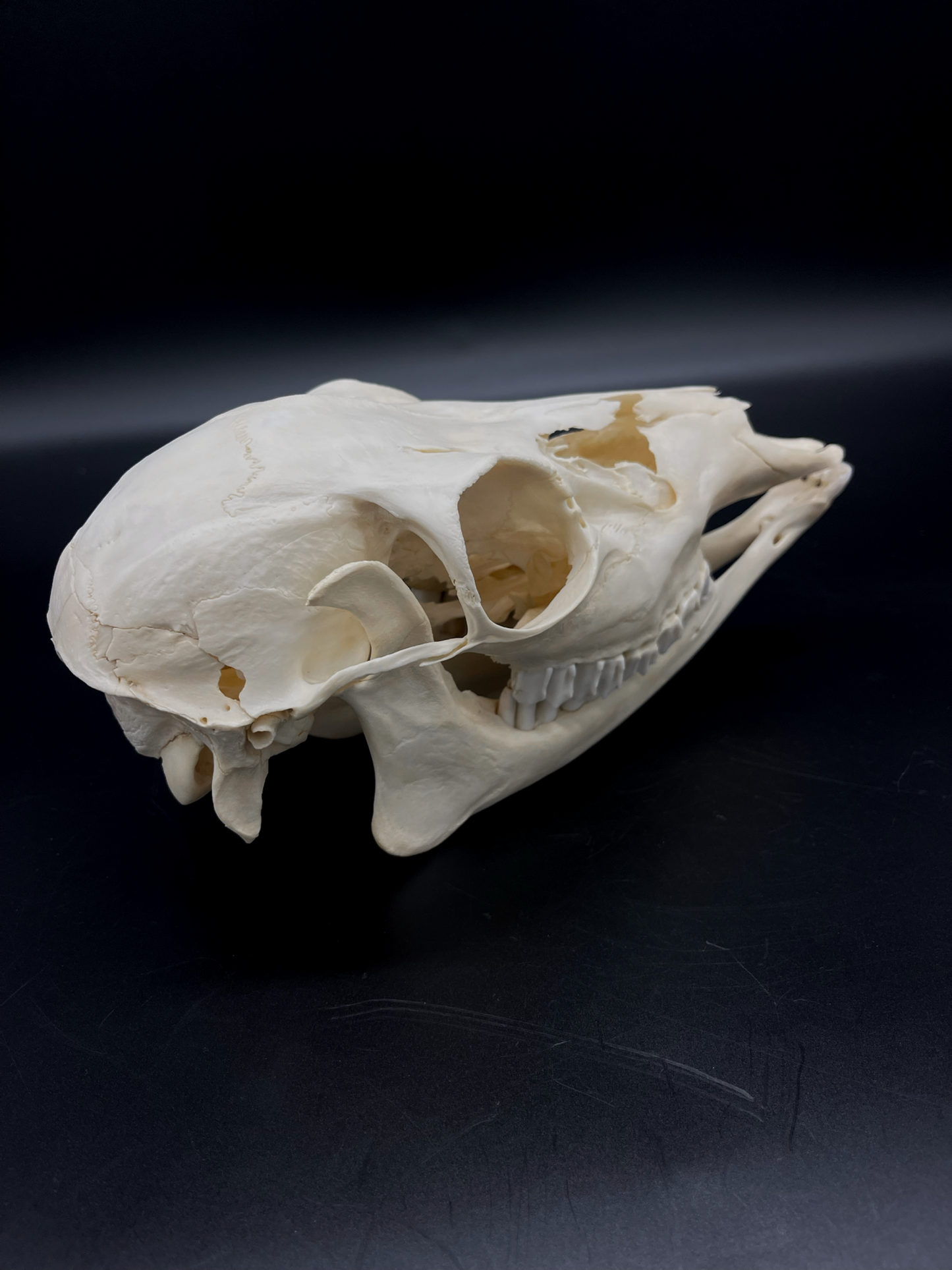 Craft Grade Fallow Doe skull w/ Mandibles