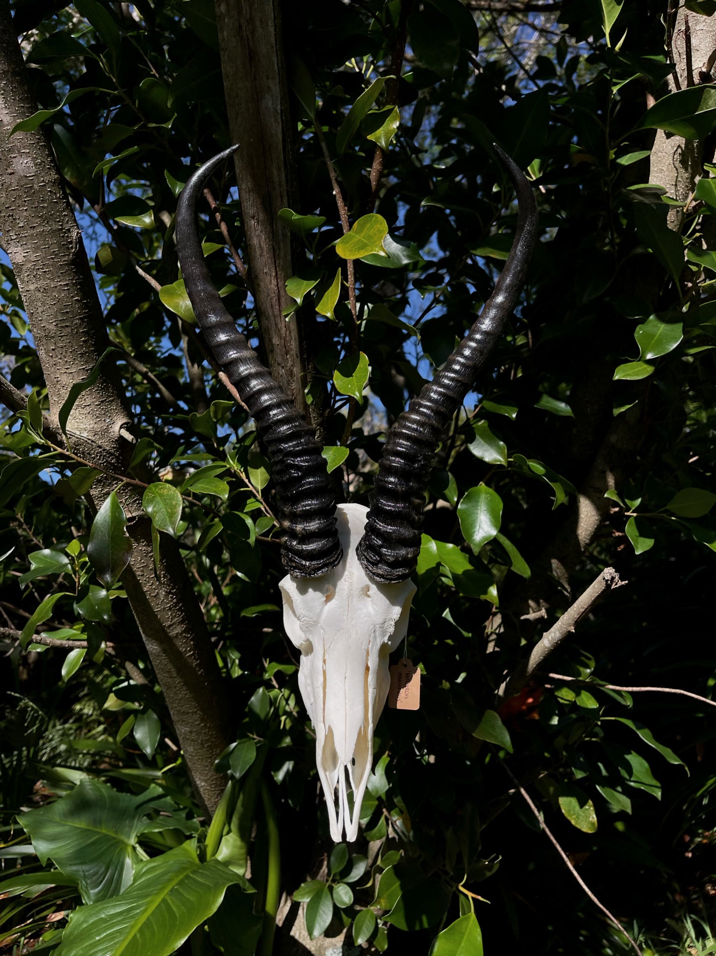 Springbok Ram Skull (AFRICA)