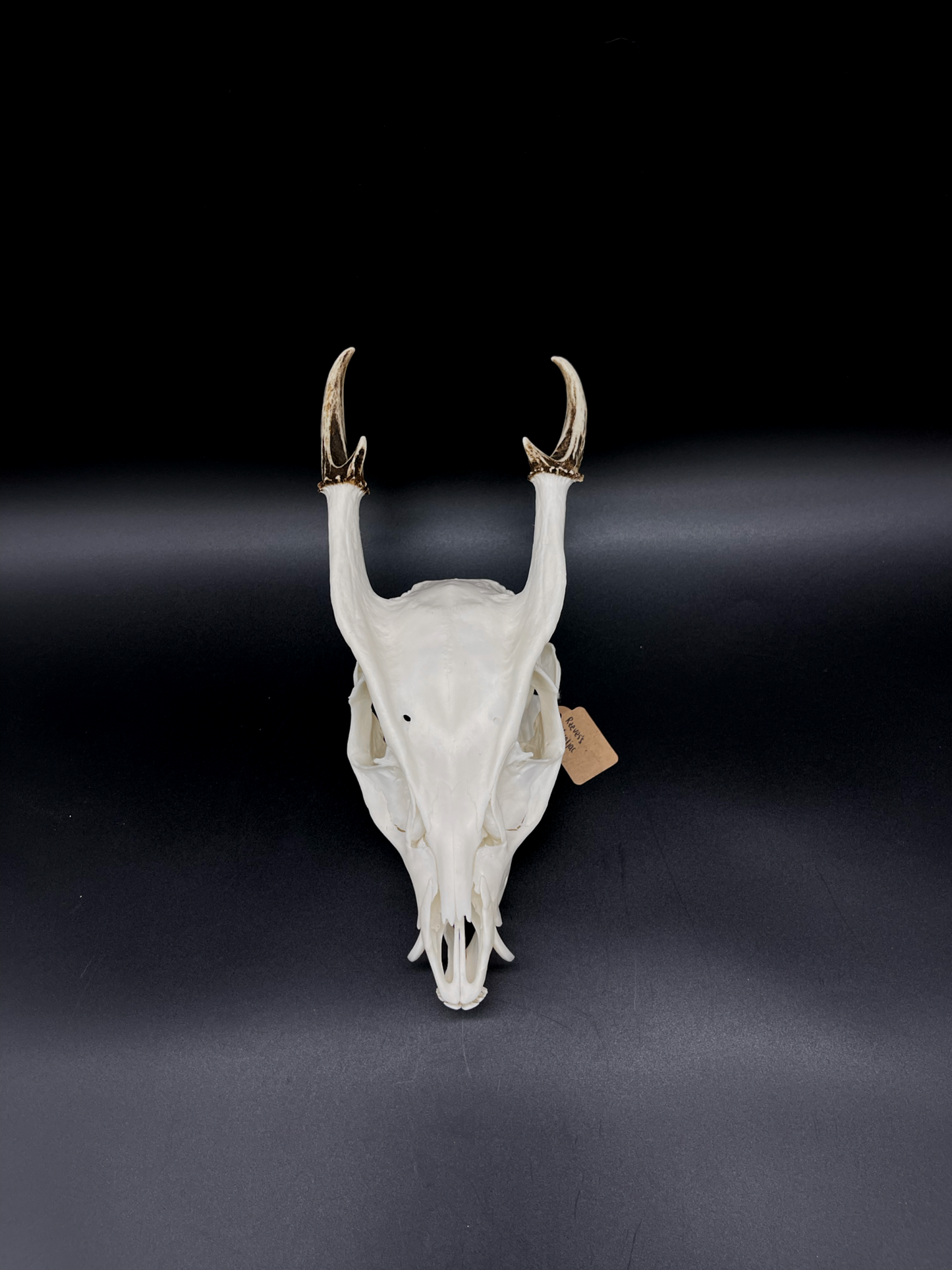 A Grade Reeves’s Muntjac Skull with Mandibles (UK)