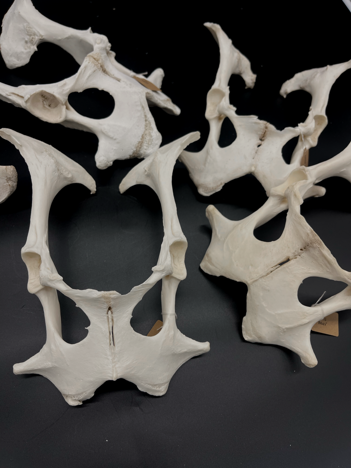 Sheep Pelvis