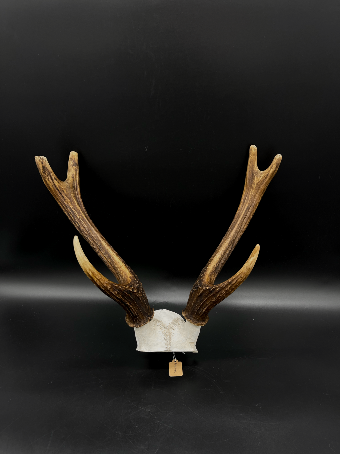 B Grade Rusa Stag Skull Cap