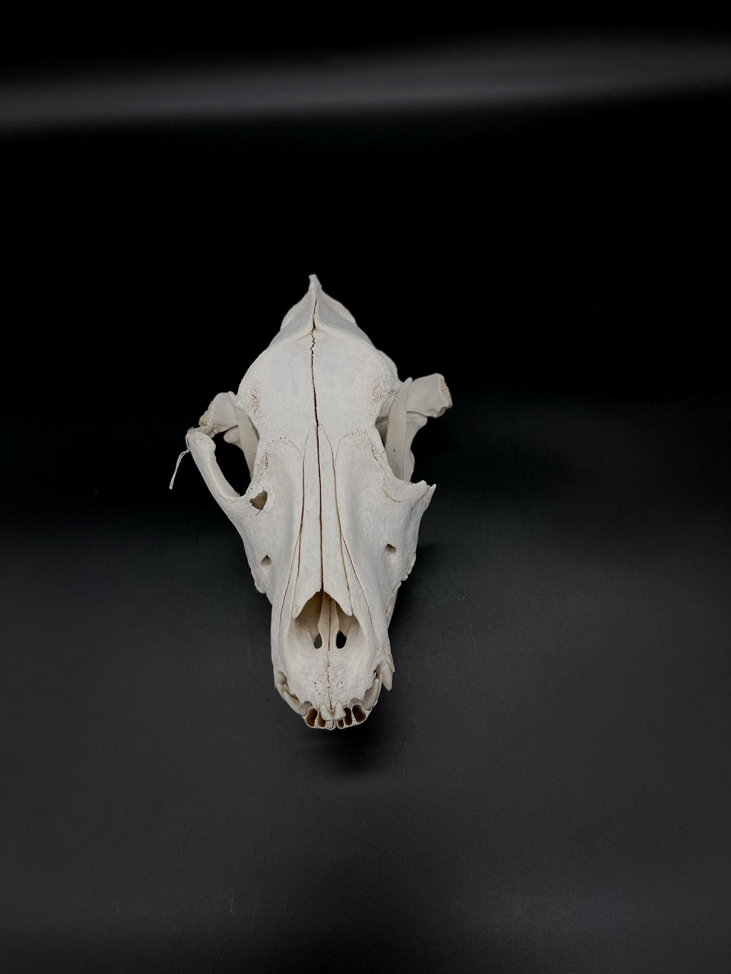 Craft Grade Irish Wolfhound Skull