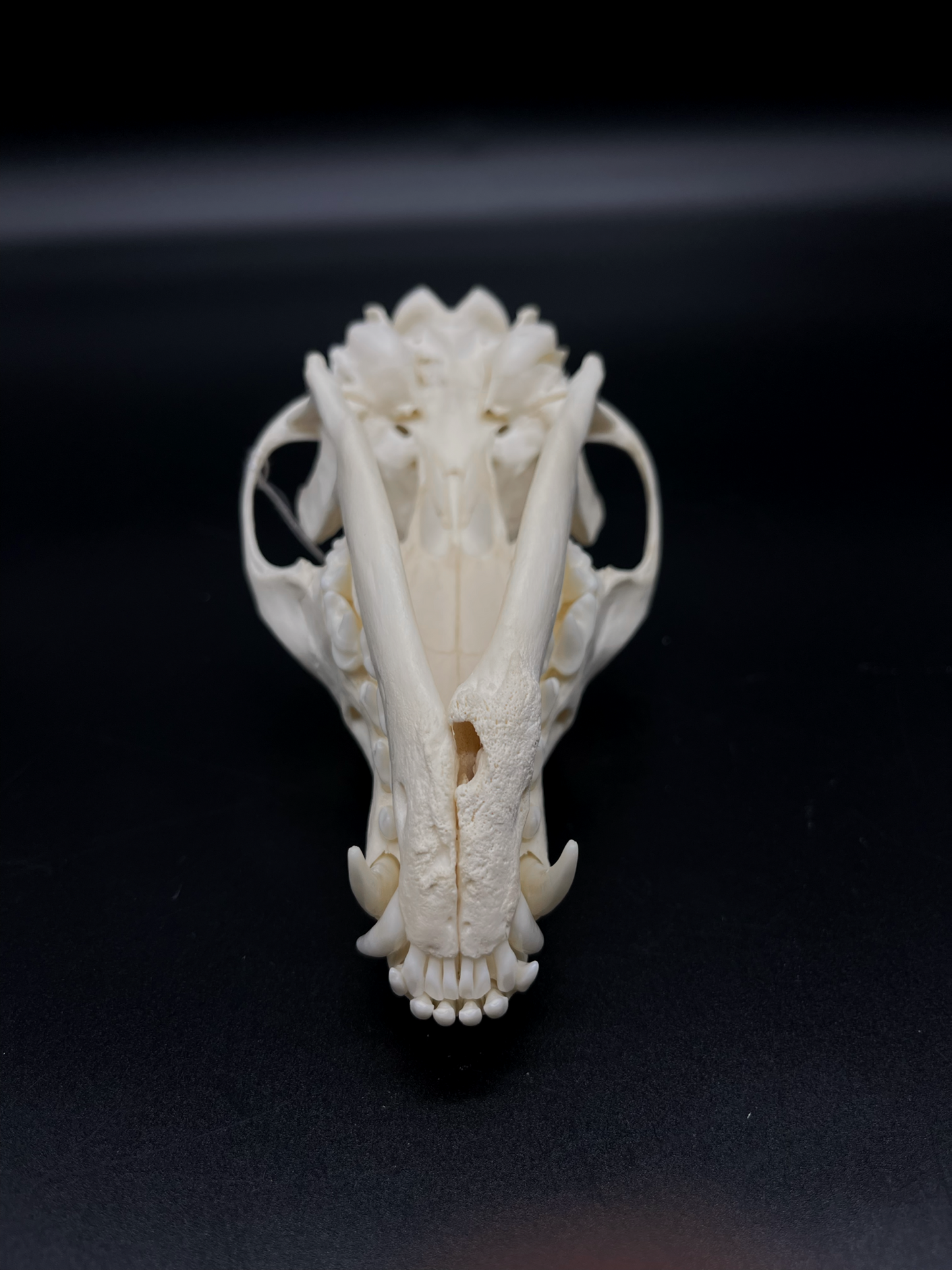 Pathological Red Fox Skull