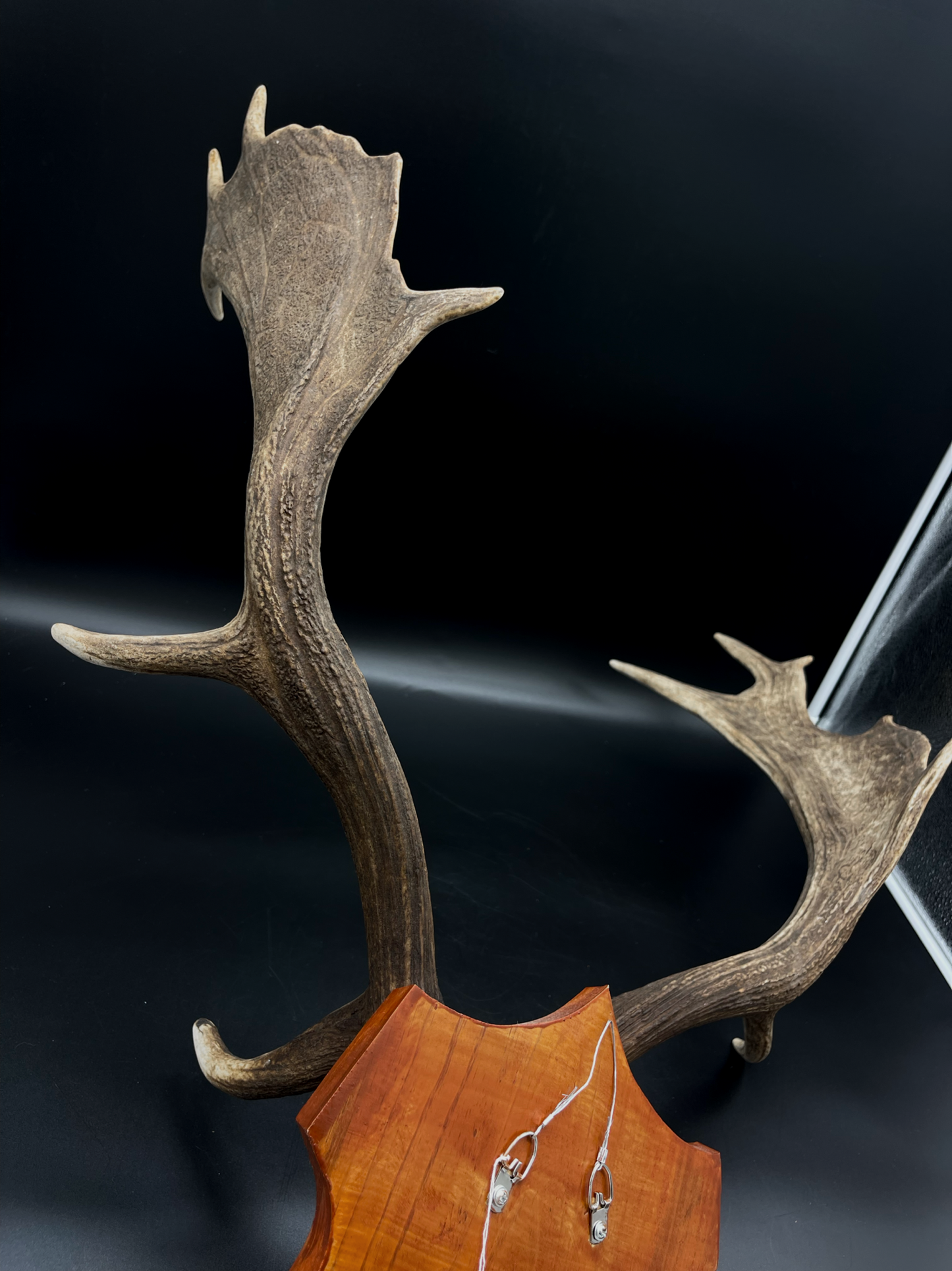 Fallow Buck half-skull cut European Mount