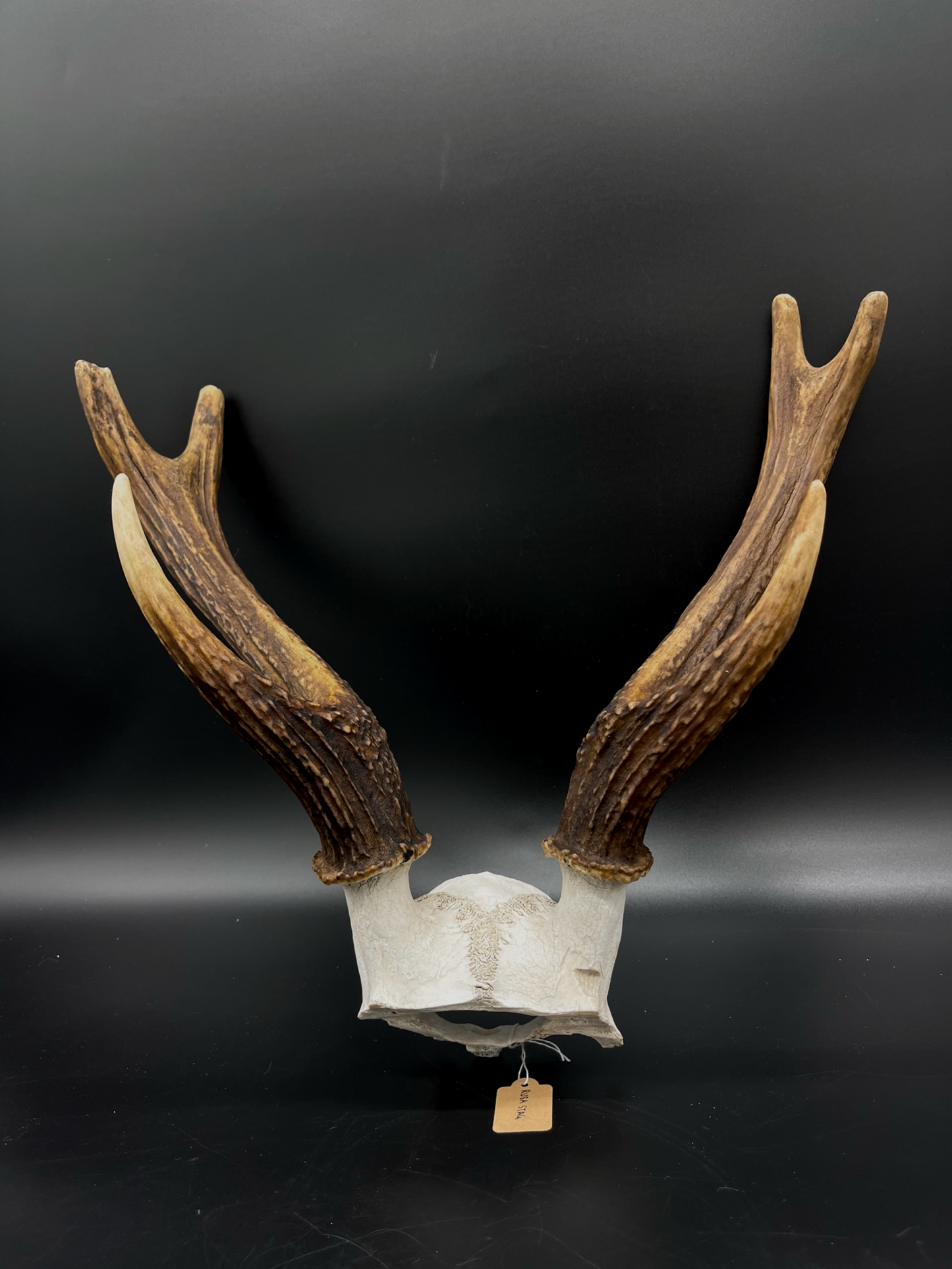 B Grade Rusa Stag Skull Cap