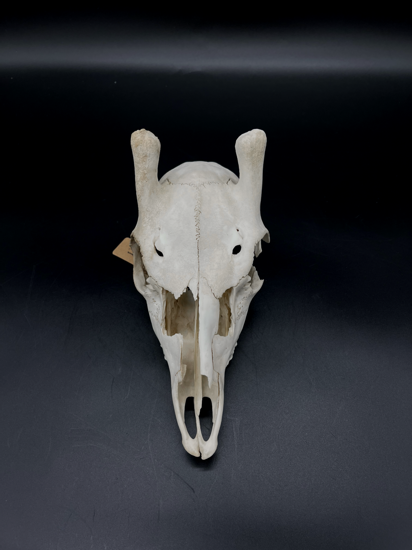Craft Grade Fallow Spiker Skull