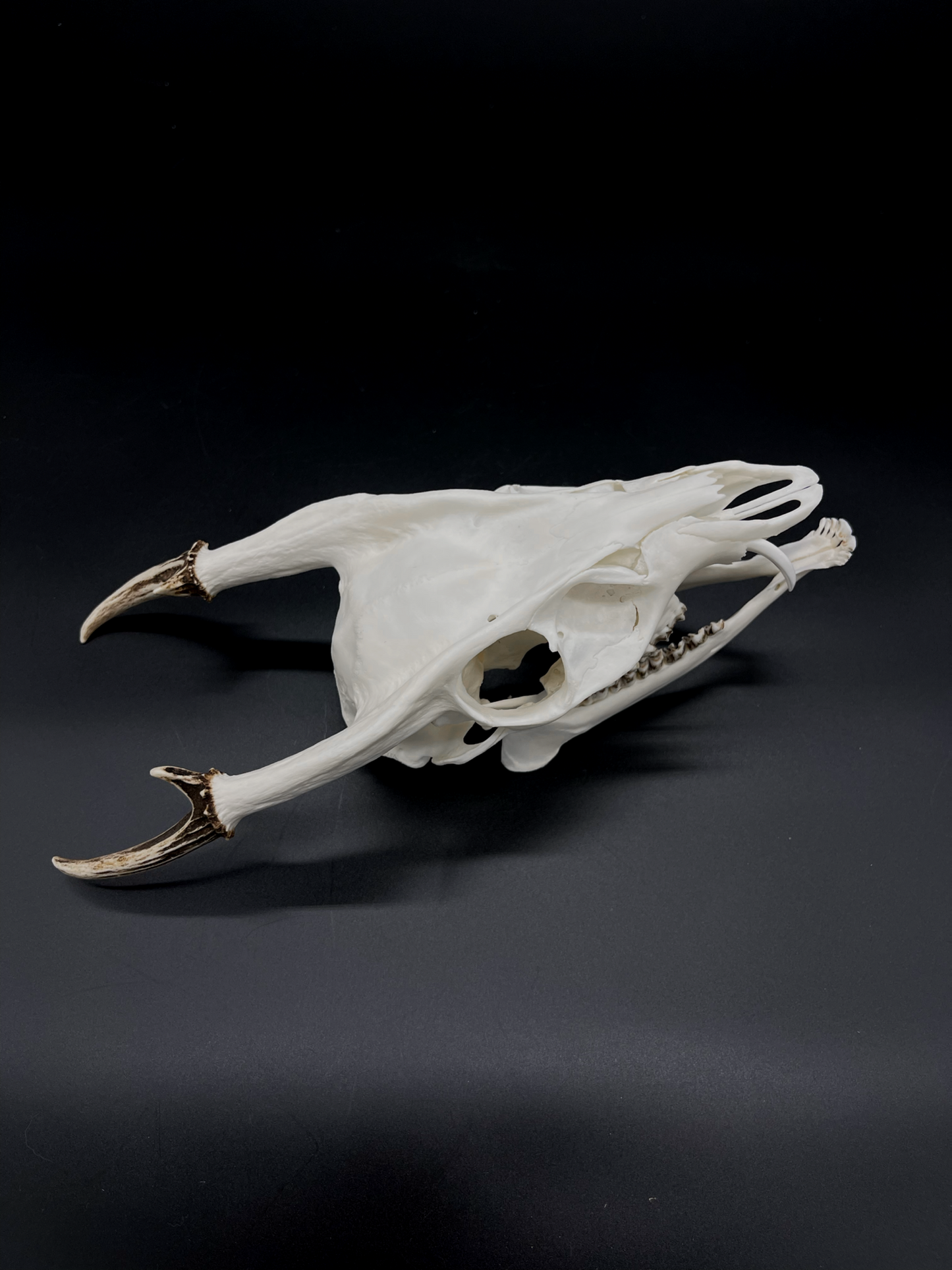 A Grade Reeves’s Muntjac Skull with Mandibles (UK)