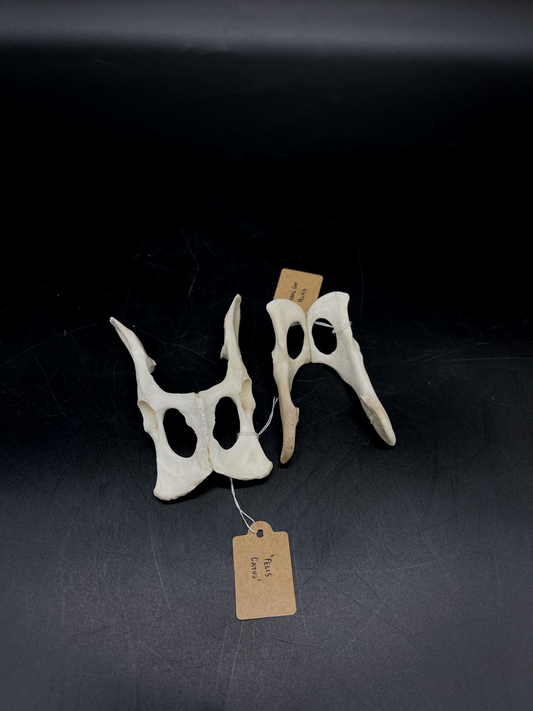 Cat Pelvis