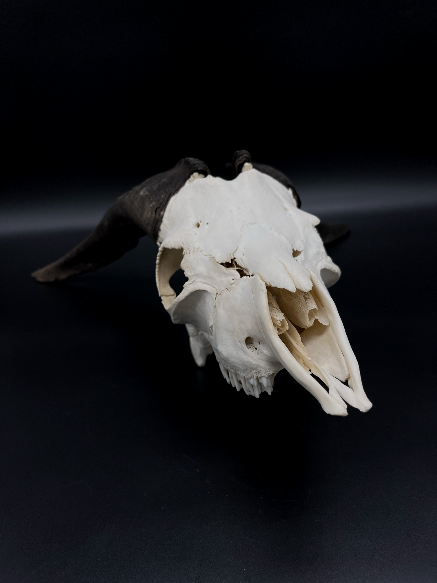A- Grade Feral Billy Goat Skull