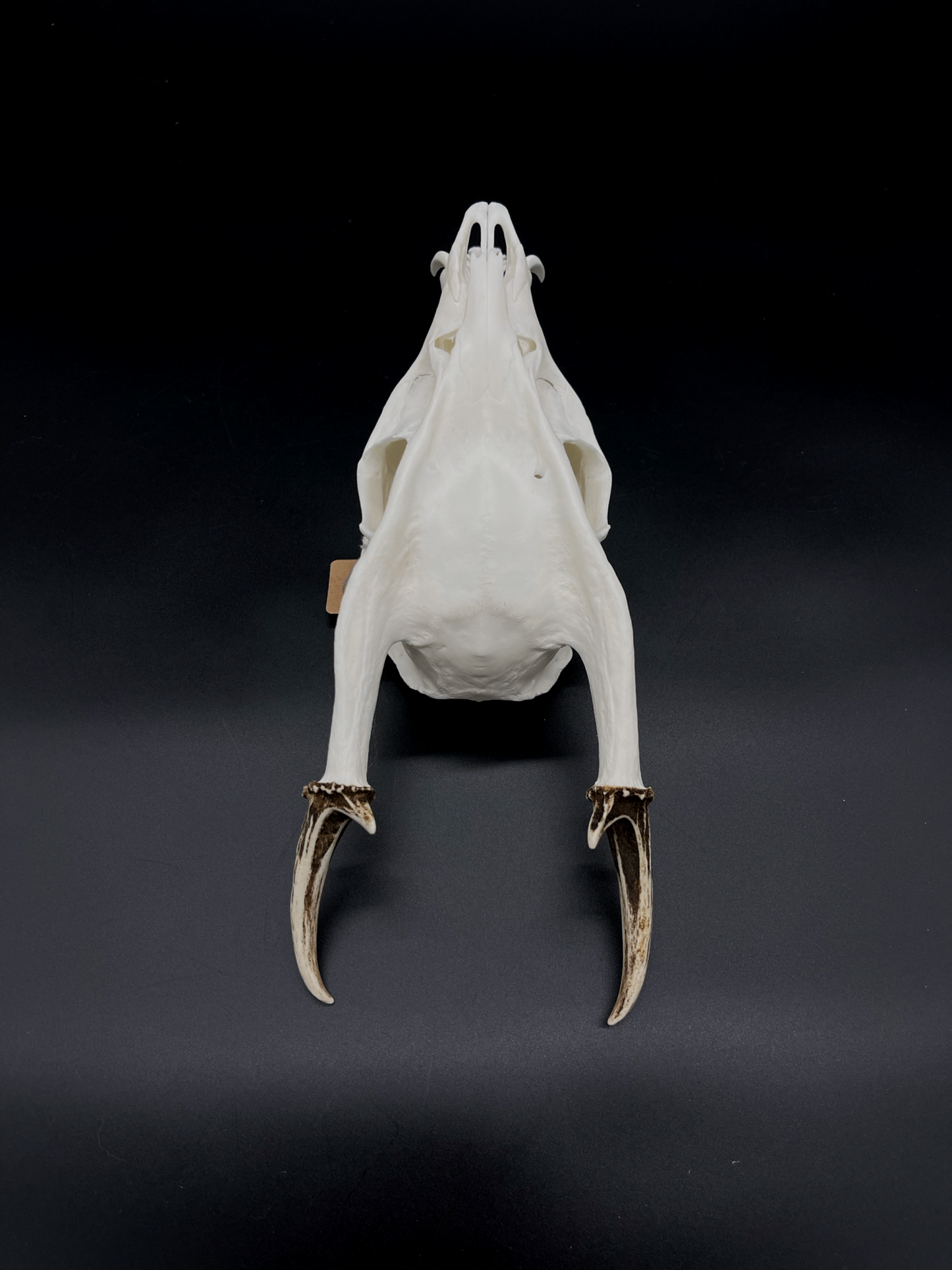 A Grade Reeves’s Muntjac Skull with Mandibles (UK)