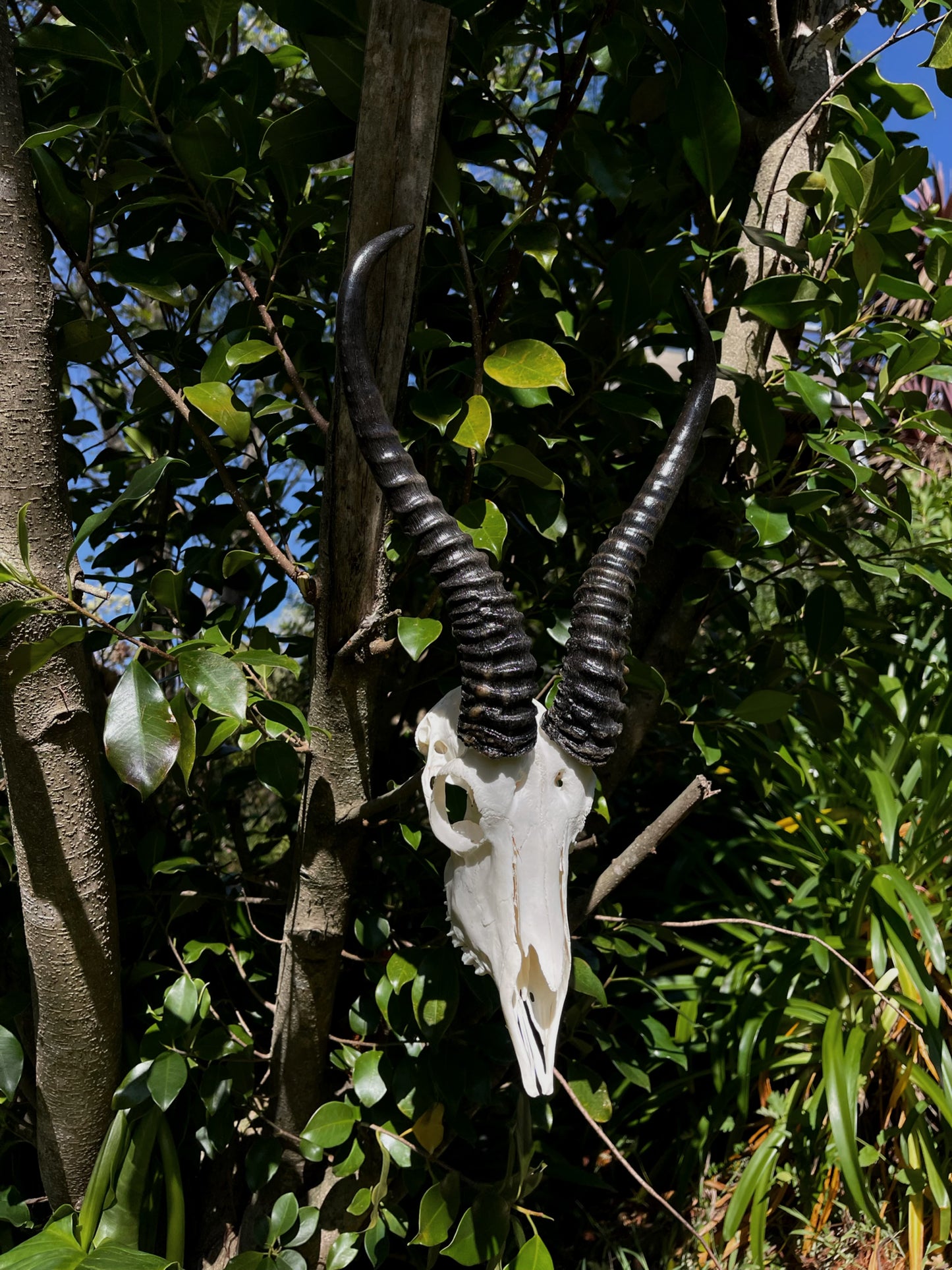 Springbok Ram Skull (AFRICA)