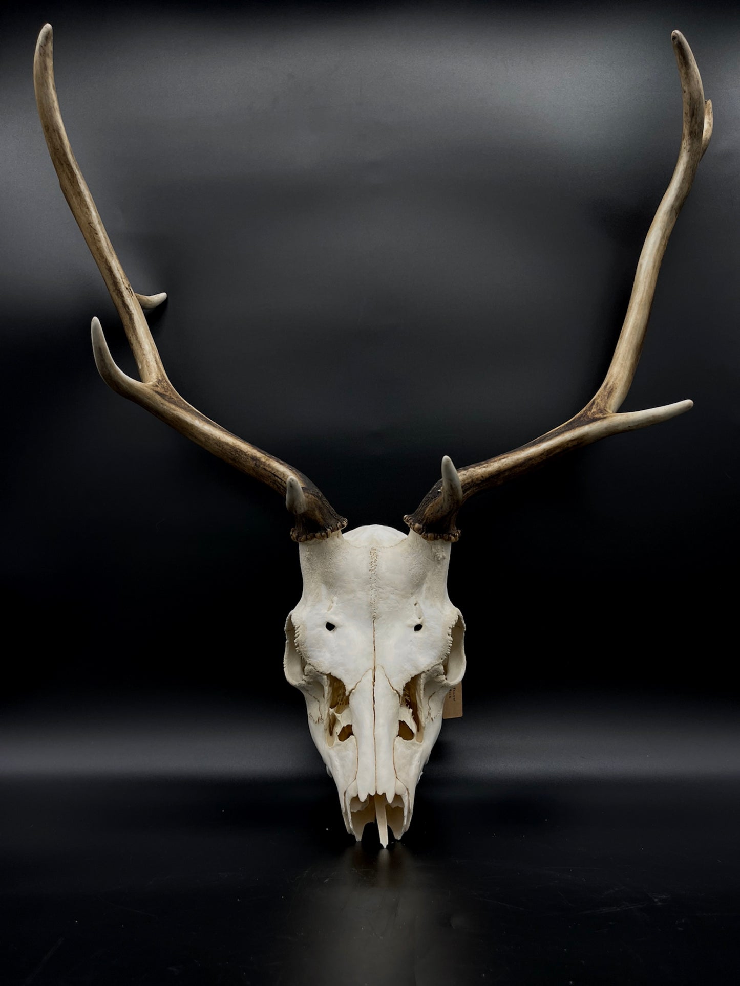 B Grade Fallow Buck Skull