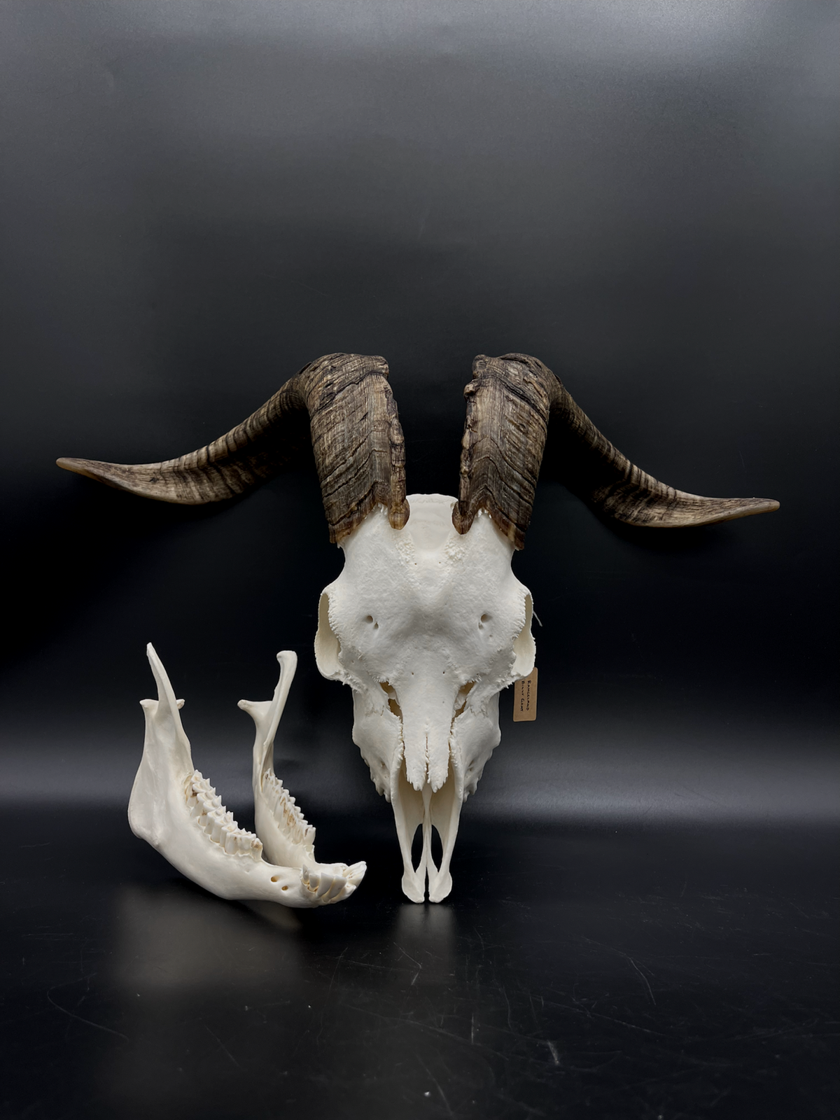 A+ Grade Rangeland (with Angora genetics) Billy Goat Skull + Mandibles