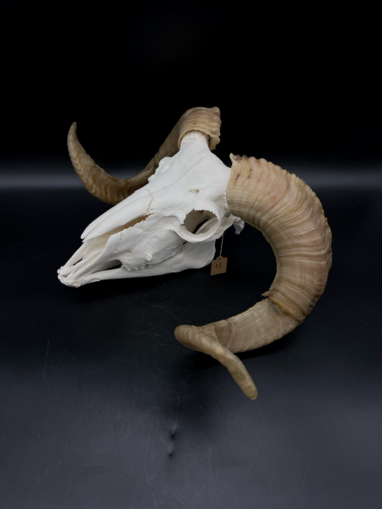 B Grade Merino Ram skull with Mandibles