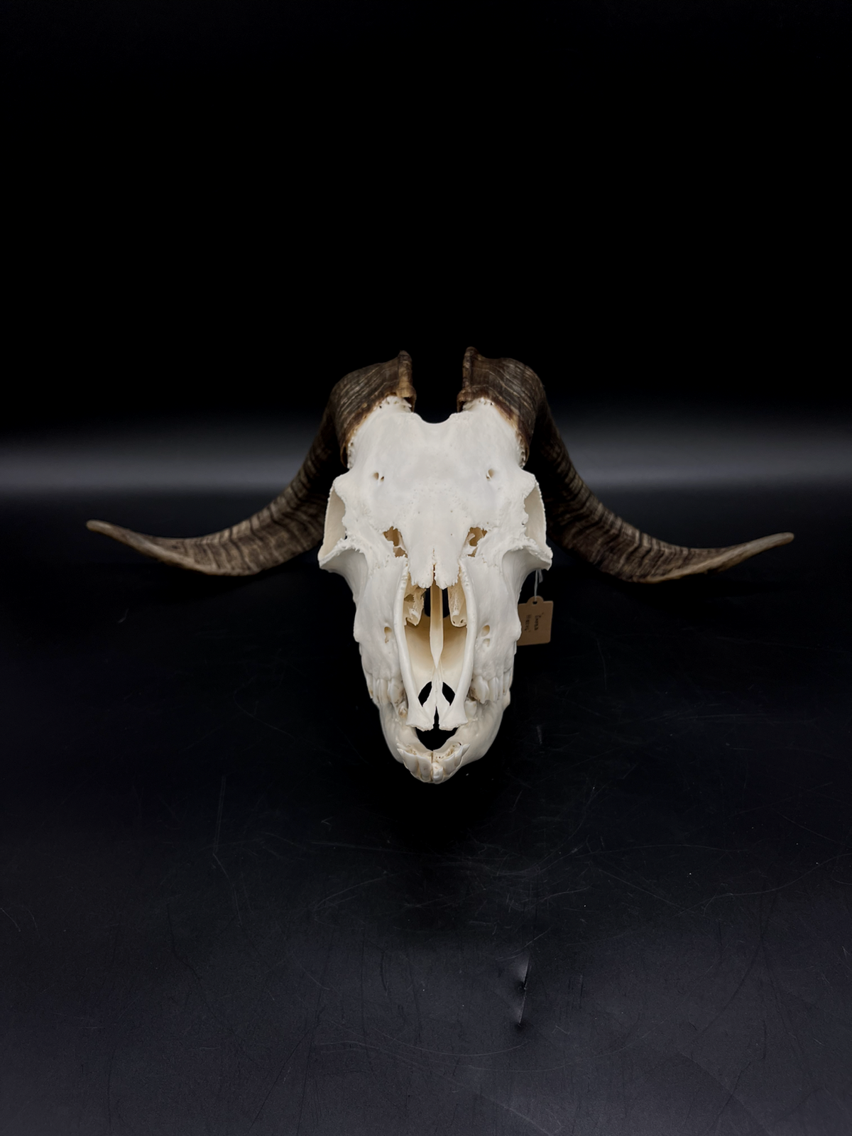 A+ Grade Rangeland (with Angora genetics) Billy Goat Skull + Mandibles