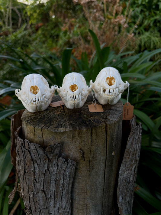 Juvenile Australian Red Fox Kit Skull