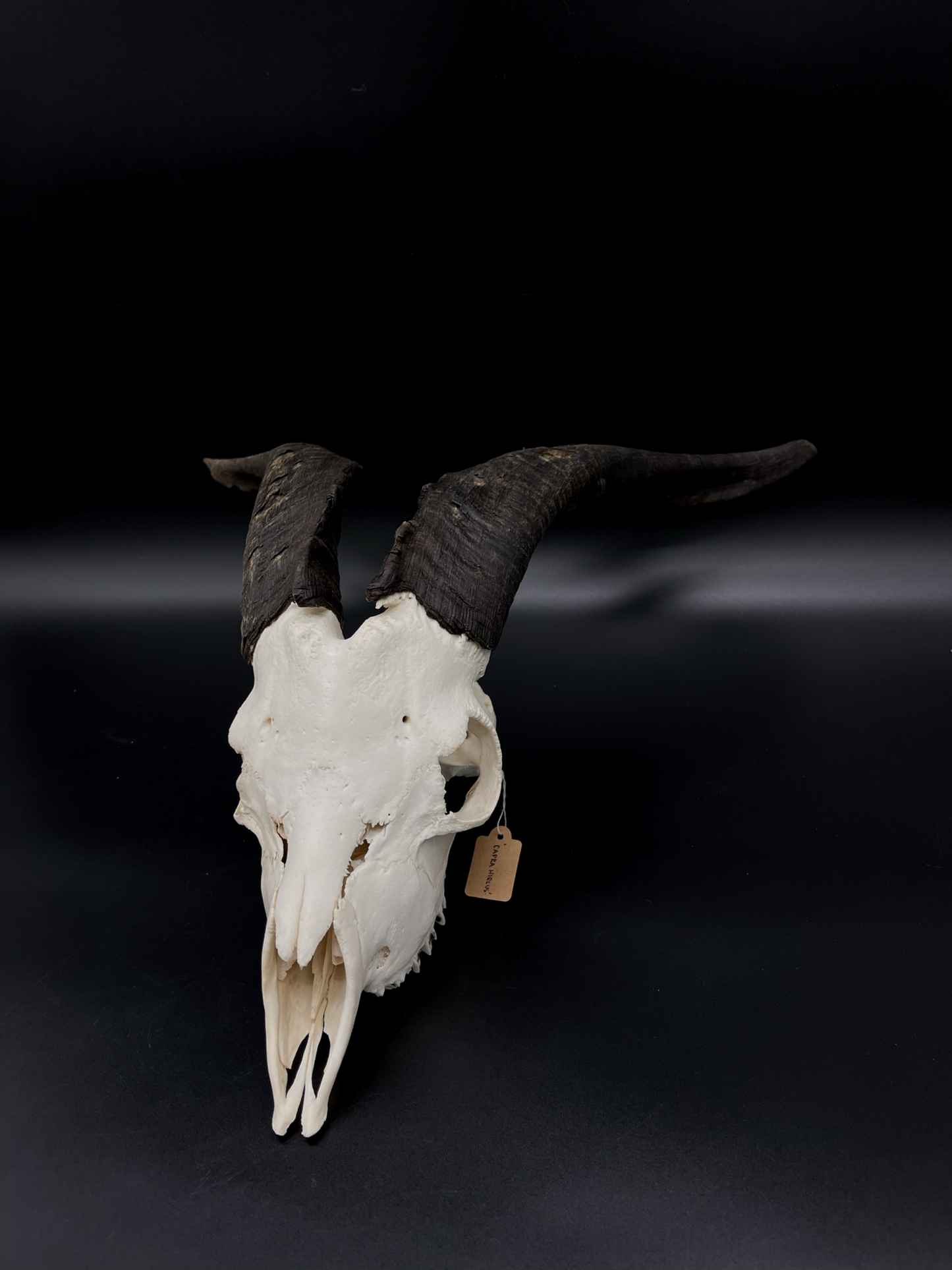 A- Grade Feral Billy Goat Skull