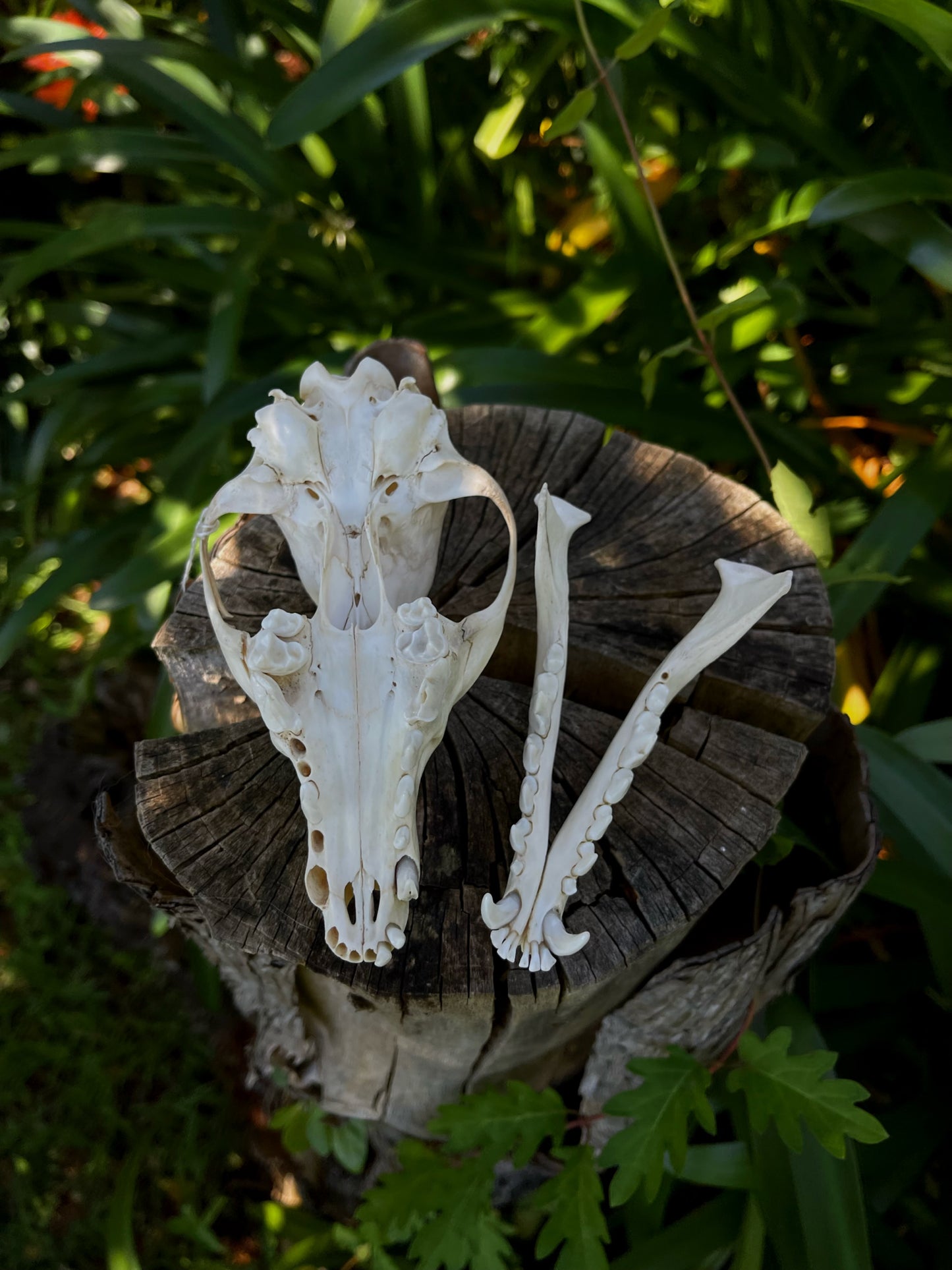 Red Fox Skull (CRAFT GRADE)