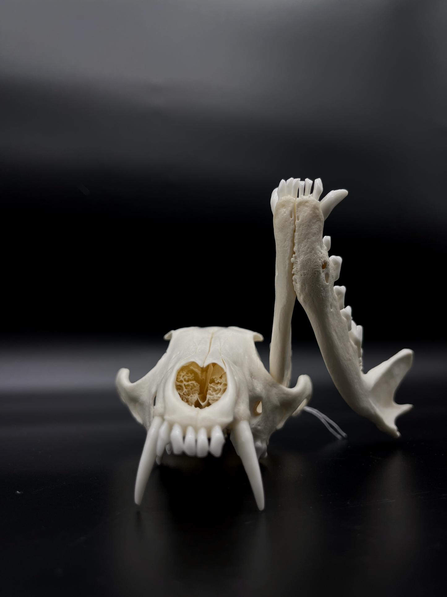 INTERACTIVE Pathological Red Fox Skull