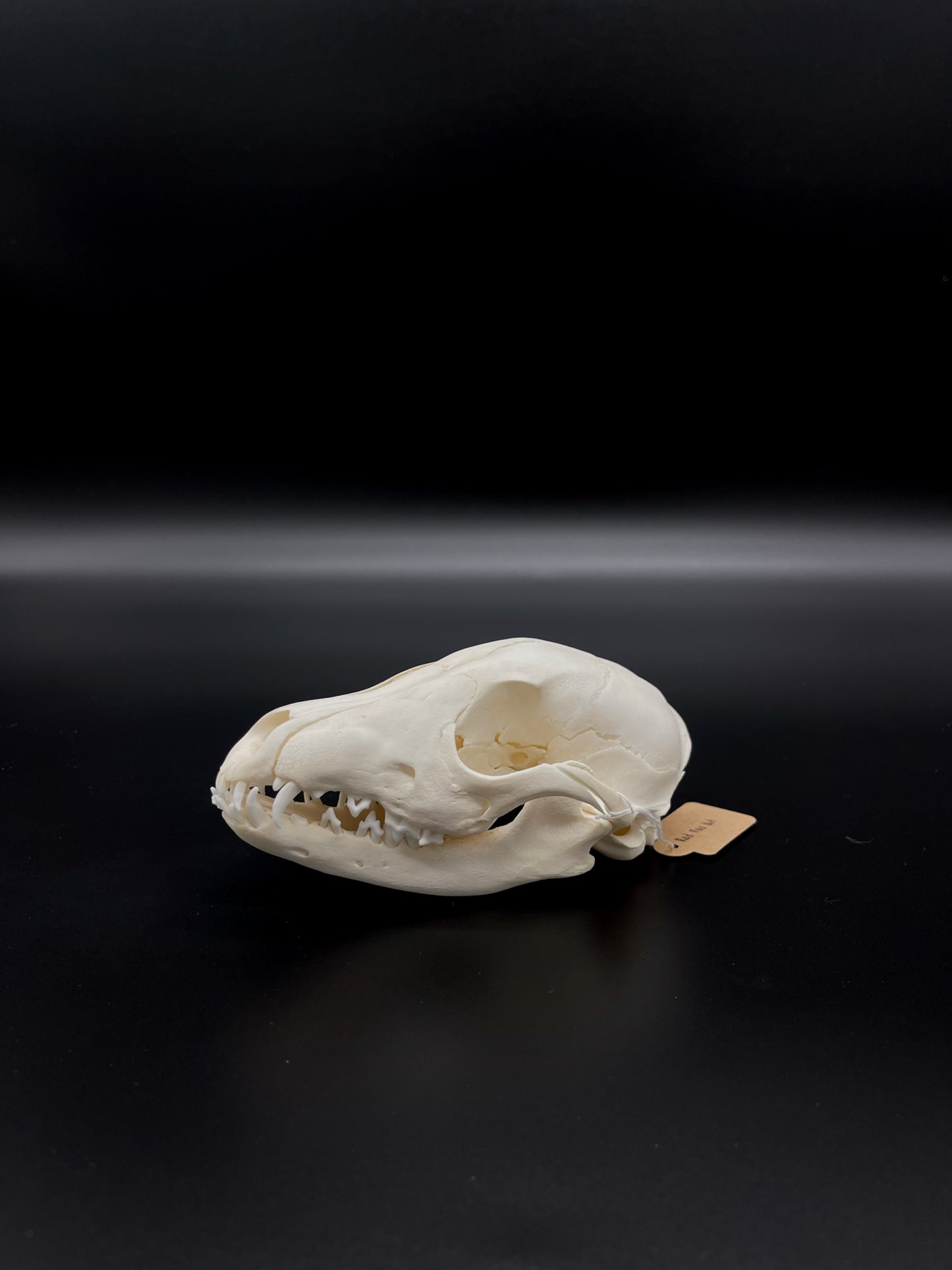 A Grade Australian Red Fox Kit Skull